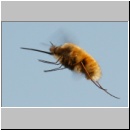 Bombylius major - Wollschweber m17.jpg